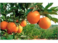 Árbol Naranjo de Ombligo