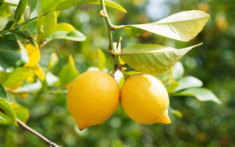 �rbol Limonero