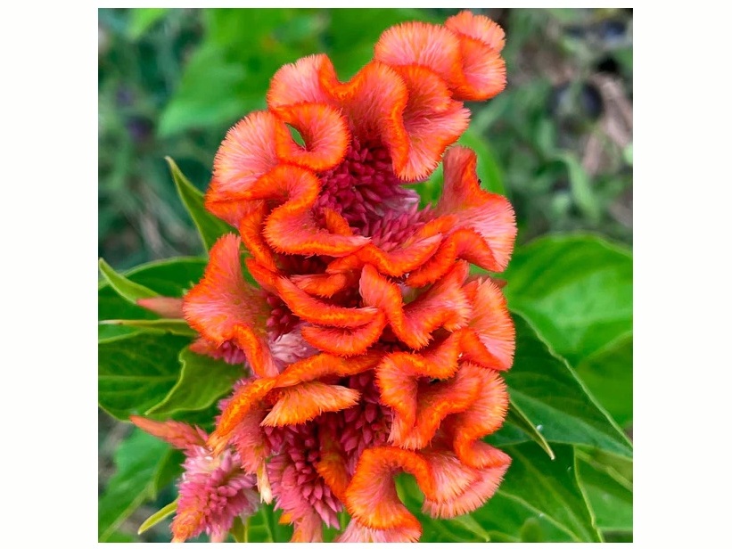 extra_image_preview_U0702098_L.jpg