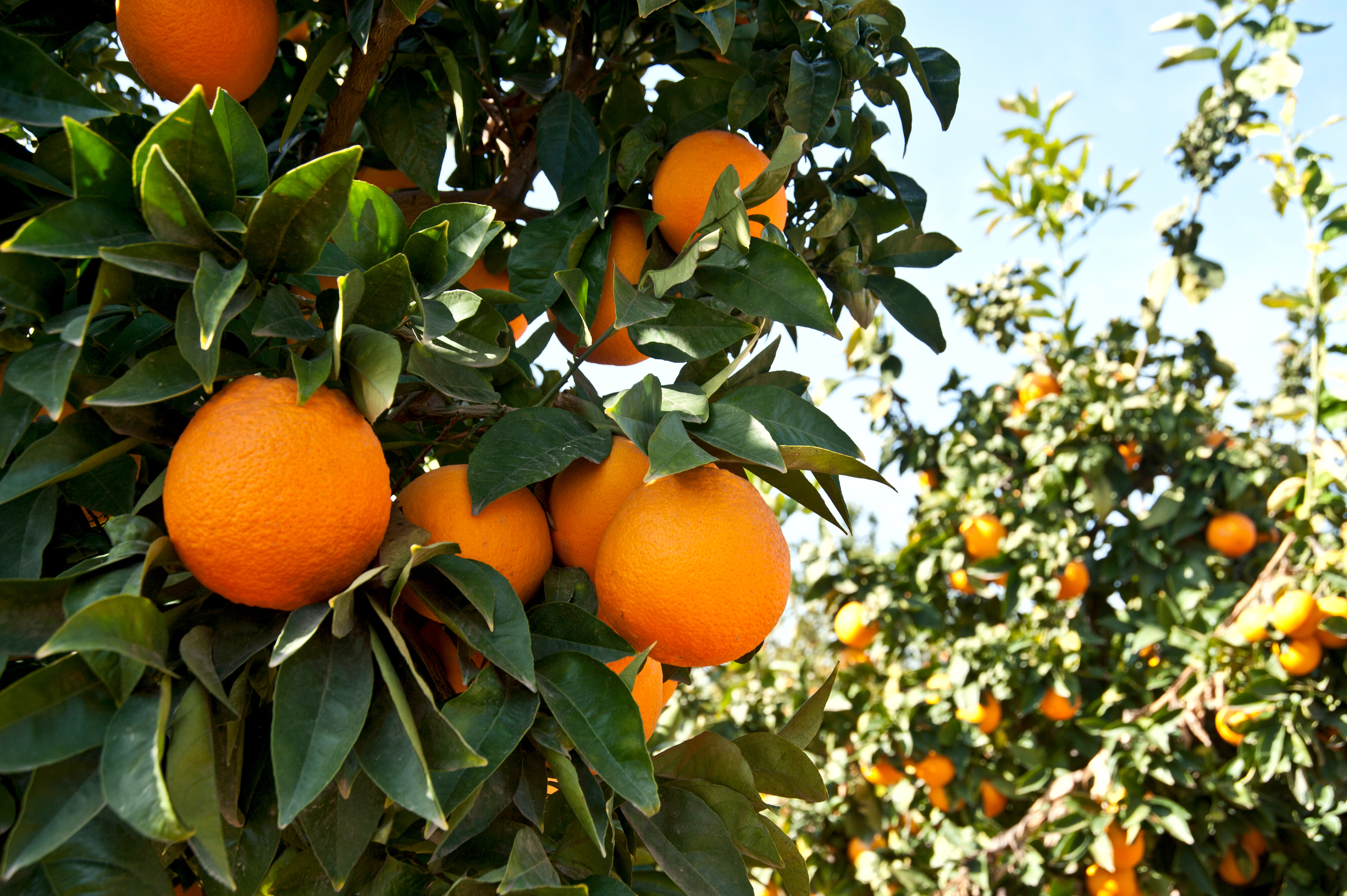 Arbol Naranja de ombligo