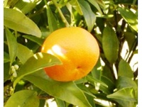 Arbol Mandarina citrus reticulata