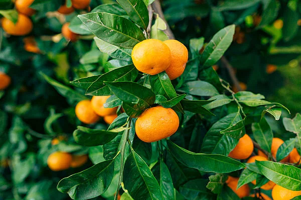 Arbol Mandarina citrus reticulata