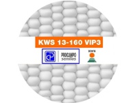 Maz KWS 13-160 Viptera 3 x Bolsa 80.000 semillas