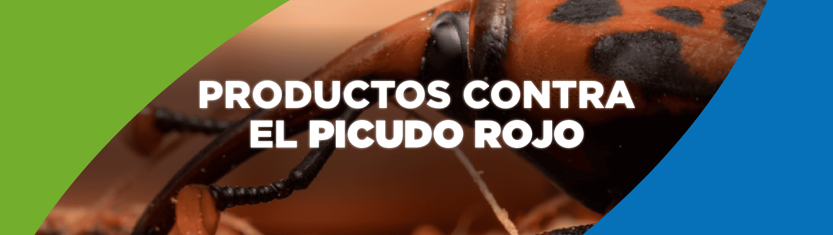 Picudo Rojo