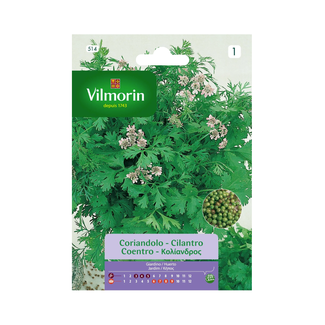 Sem.VILMORIN cilantro(514)